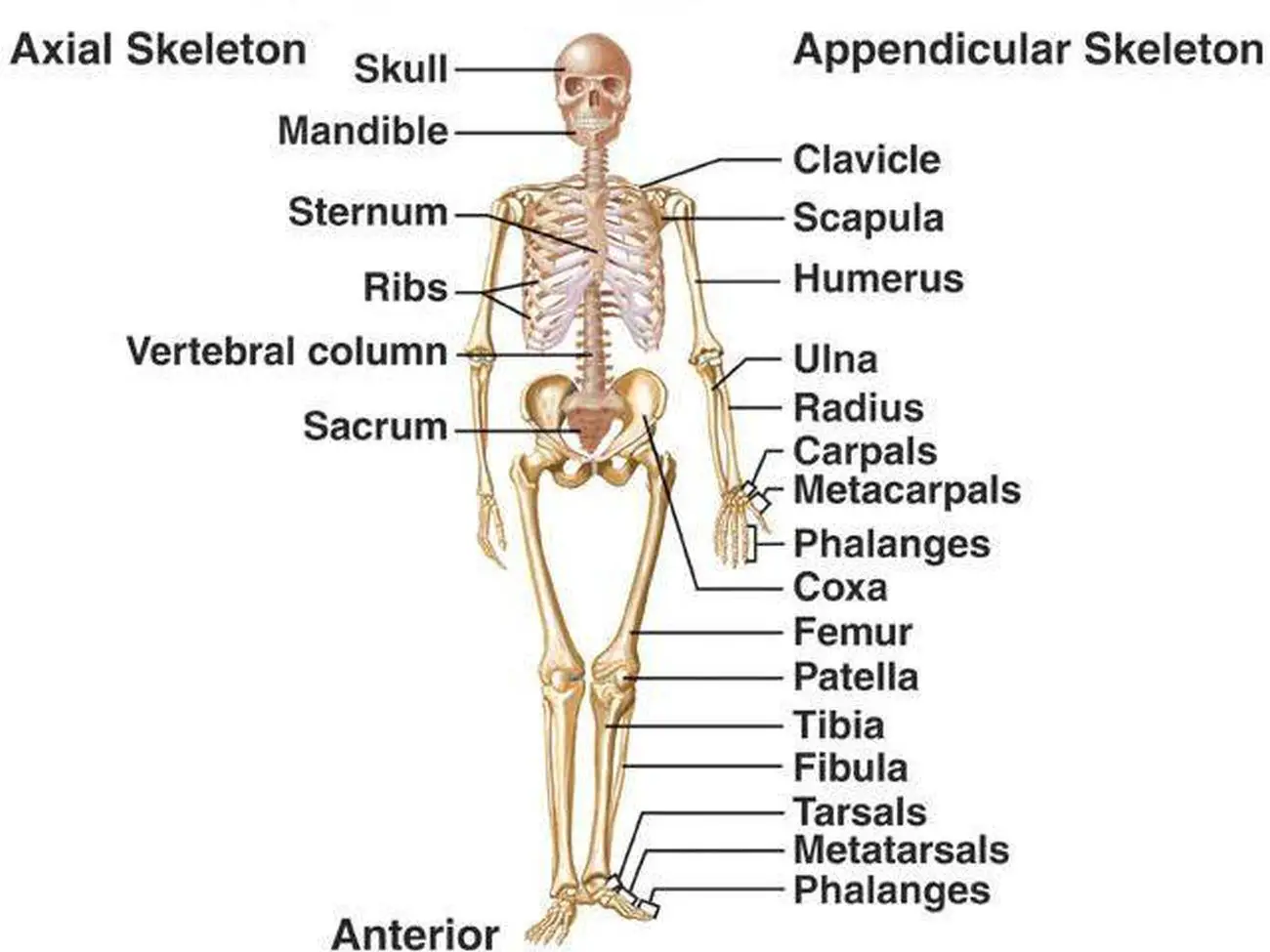 Pictures Of Appendicular Skeleton