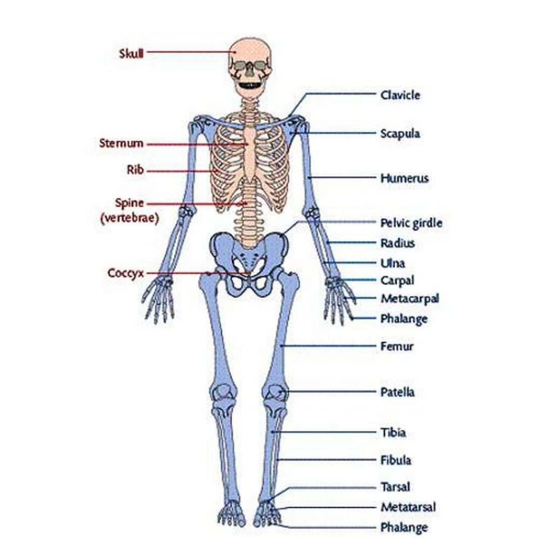 Pictures Of Appendicular Skeleton