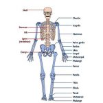 Pictures Of Appendicular Skeleton