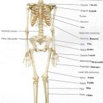 Pictures Of Appendicular Skeleton