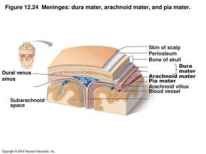 Pictures Of Arachnoid Mater