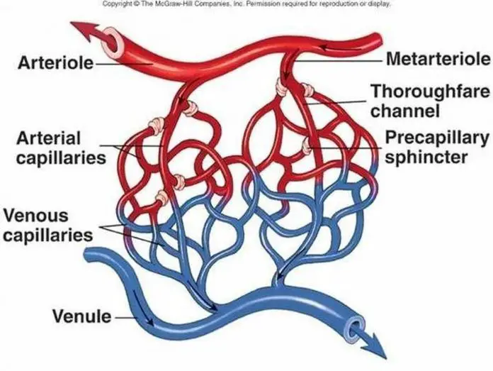 Pictures Of Arterioles