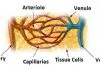 Pictures Of Arterioles