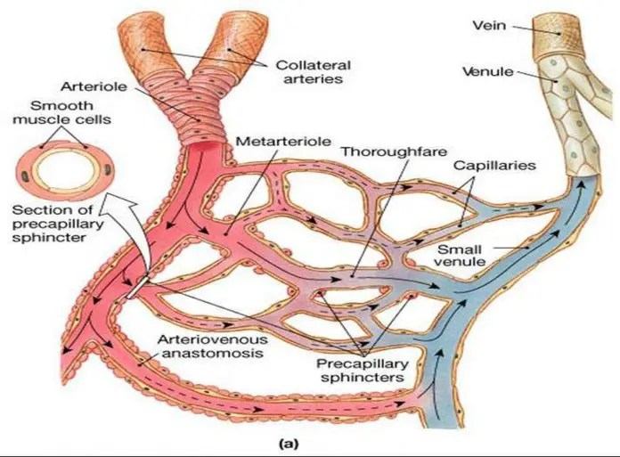 Pictures Of Arterioles