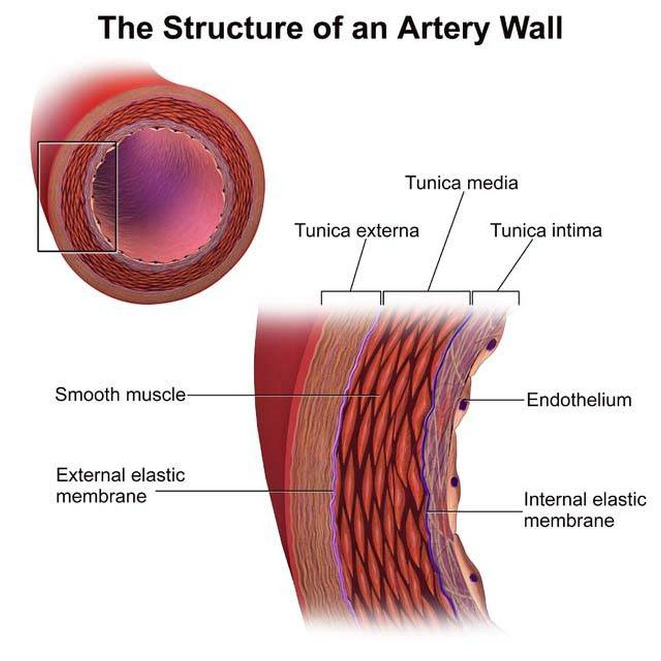 Pictures Of Artery