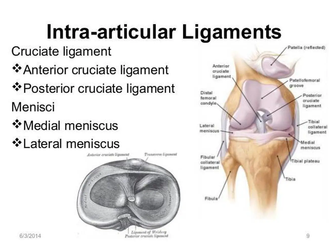 Pictures Of Articular Ligaments