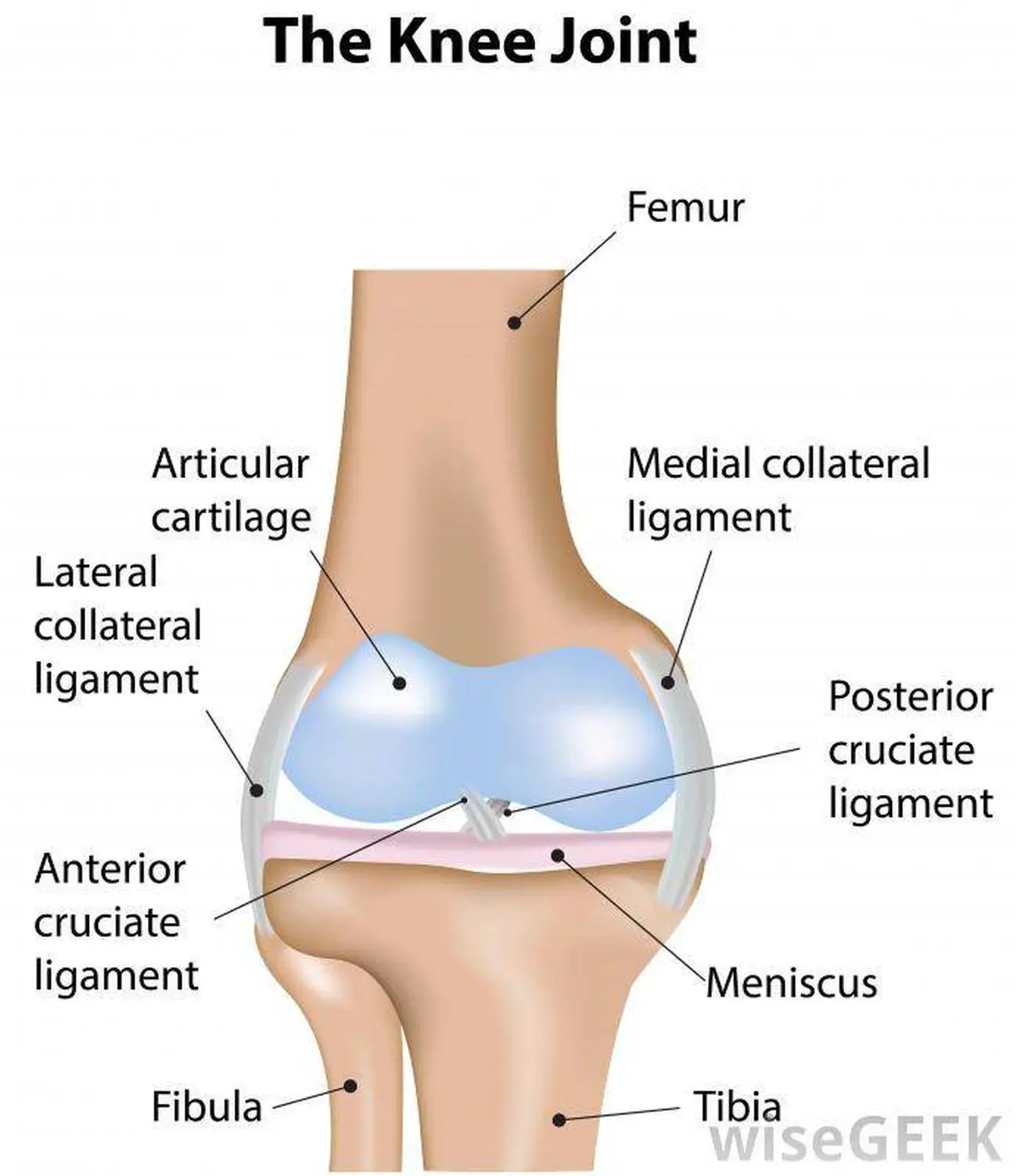 Pictures Of Articular Ligaments