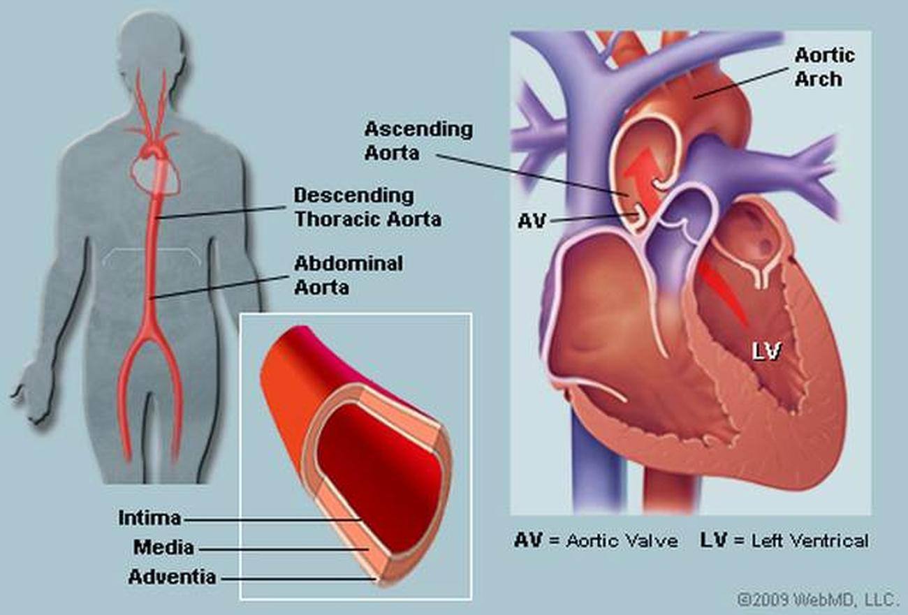 normal aortic arch diameter