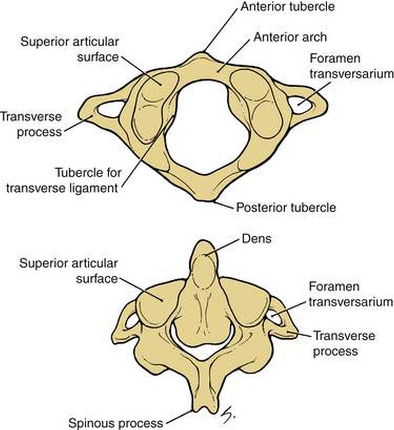 Ossos Atlas E Axis