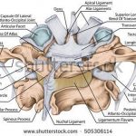 Pictures Of Atlas Axis Joint