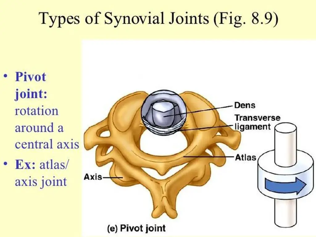 Pictures Of Atlas Axis Joint skeletal-system-pivot-joint-youtube