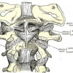 Pictures Of Atlas Axis Joint