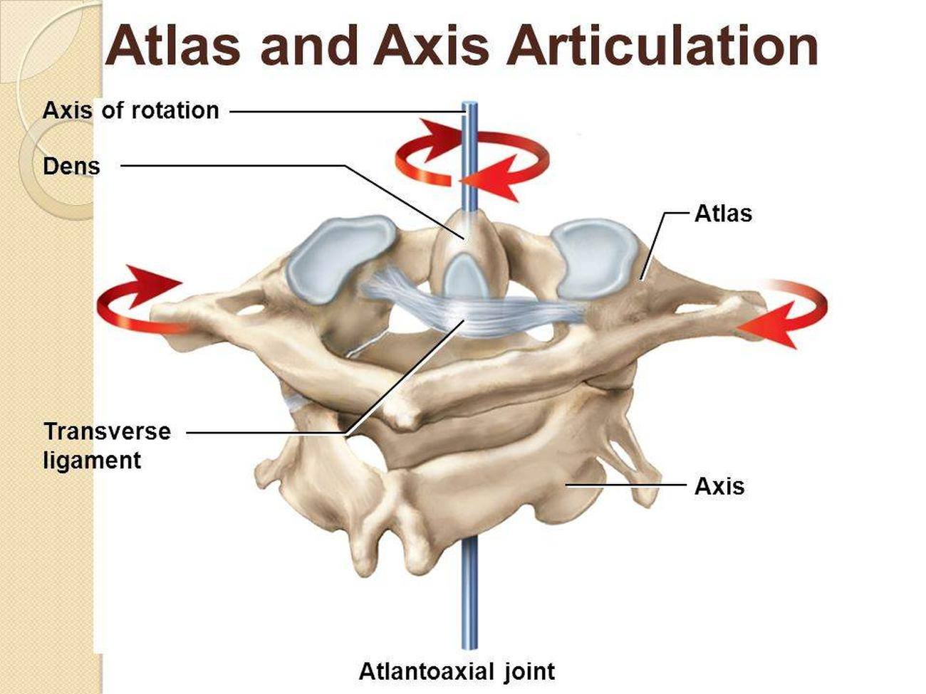 Pictures Of Atlas Axis Joint