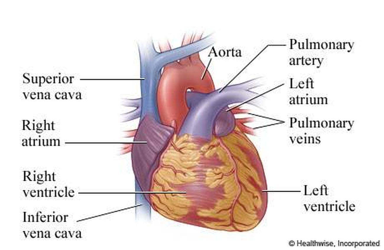 Pictures Of Atria Of The Heart
