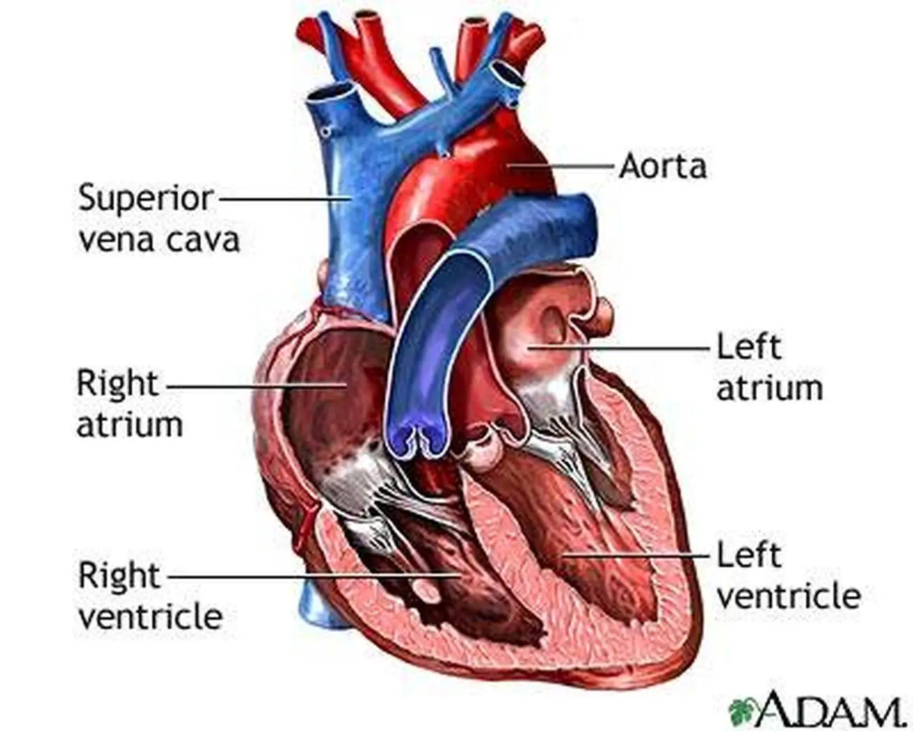 Pictures Of Atria Of The Heart