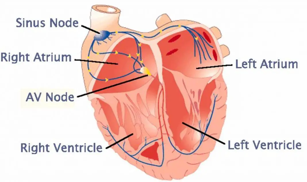 pictures-of-atria-of-the-heart