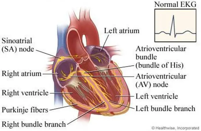 Pictures Of Atrioventricular Bundle