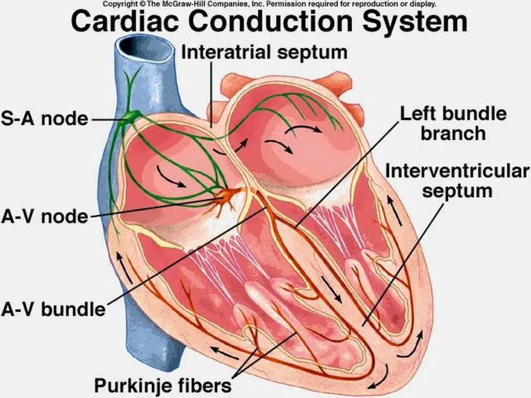 Pictures Of Atrioventricular Bundle