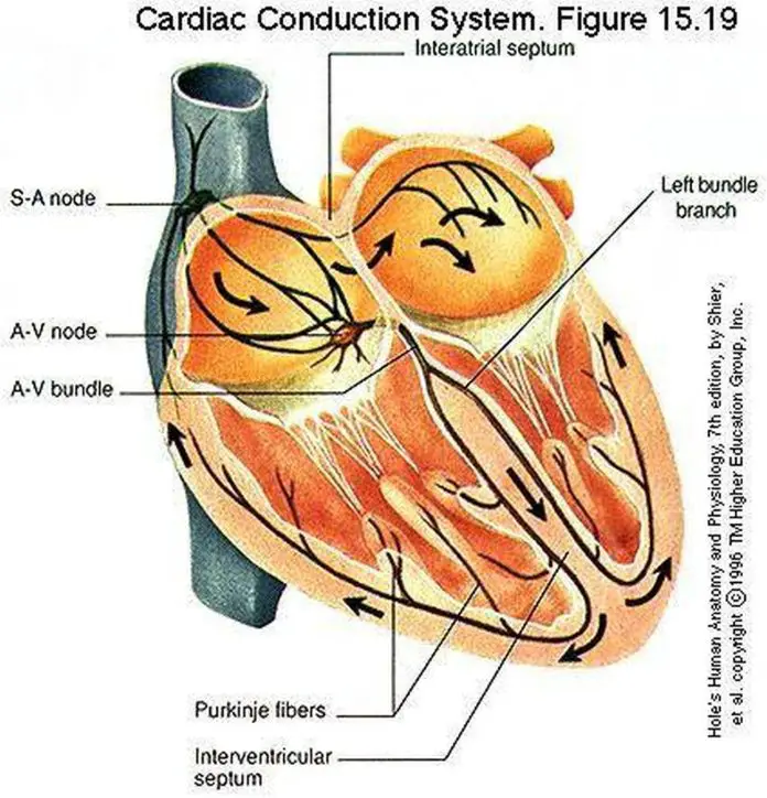 Pictures Of Atrioventricular Bundle