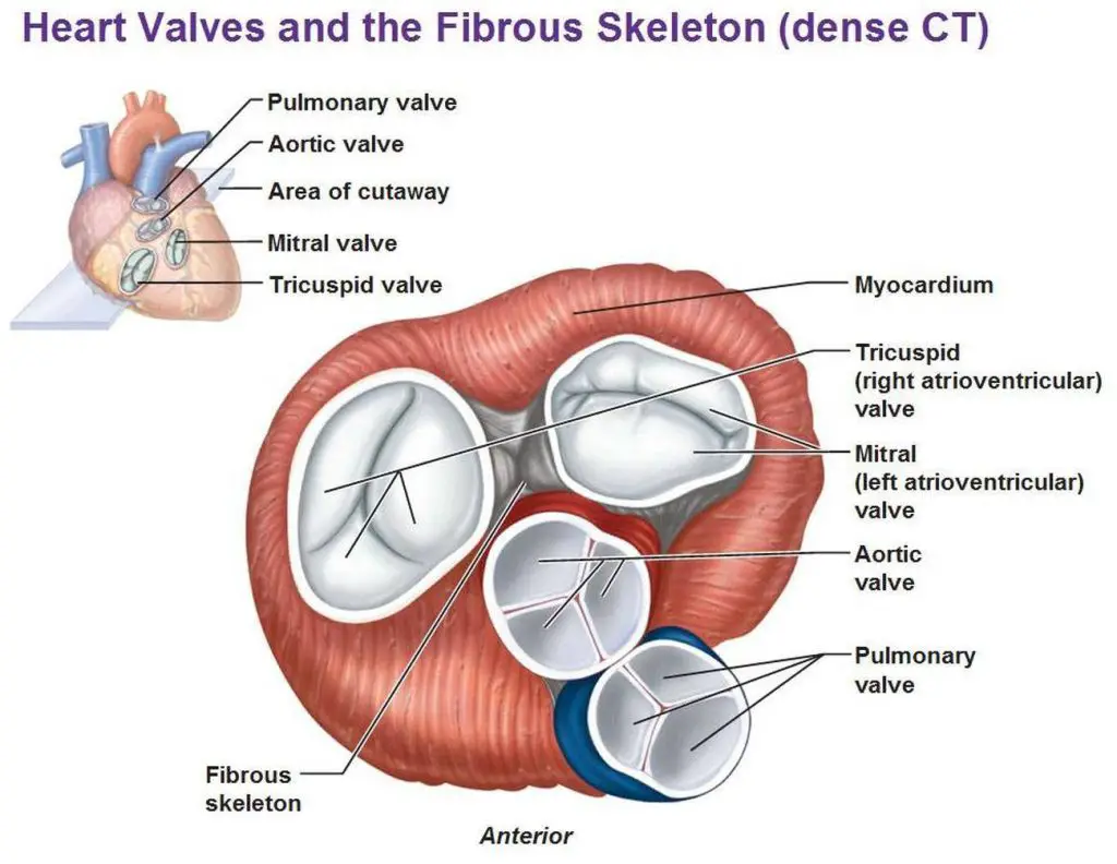 pictures-of-atrioventricular-valves