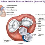 Pictures Of Atrioventricular Valves