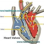 Pictures Of Atrioventricular Valves