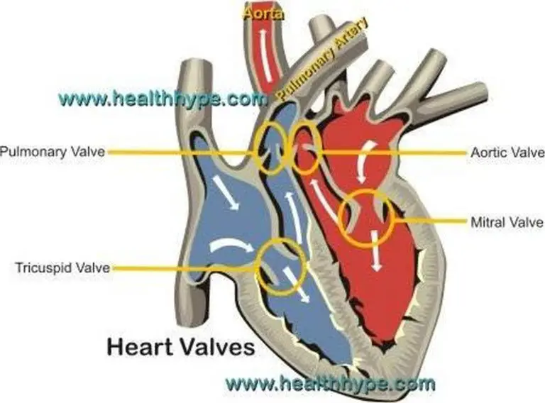 pictures-of-atrioventricular-valves