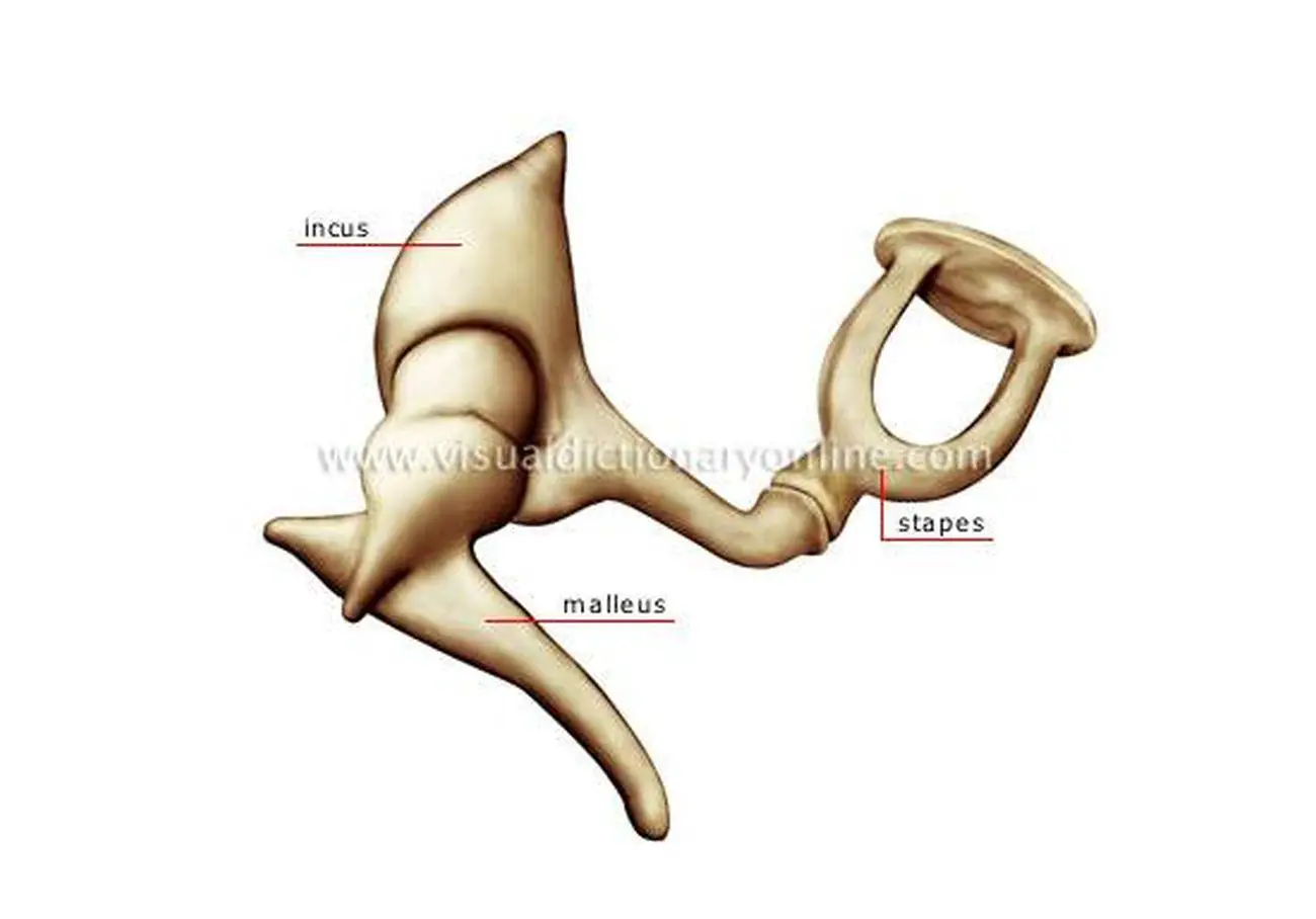 Pictures Of Auditory Bones