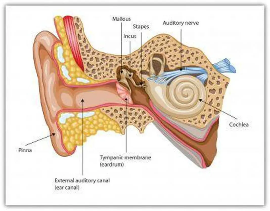 Pictures Of Auditory Bones