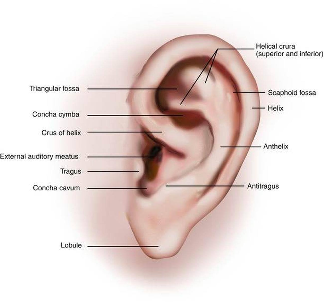 Pictures Of Auricle