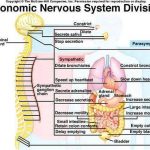 Pictures Of Autonomic Nervous System