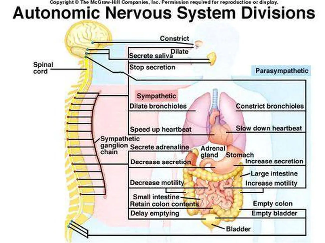 Pictures Of Autonomic Nervous System