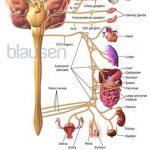 Pictures Of Autonomic Nervous System