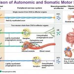 Pictures Of Autonomic Nervous System