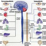 Pictures Of Autonomic Nervous System