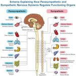 Pictures Of Autonomic Nervous System