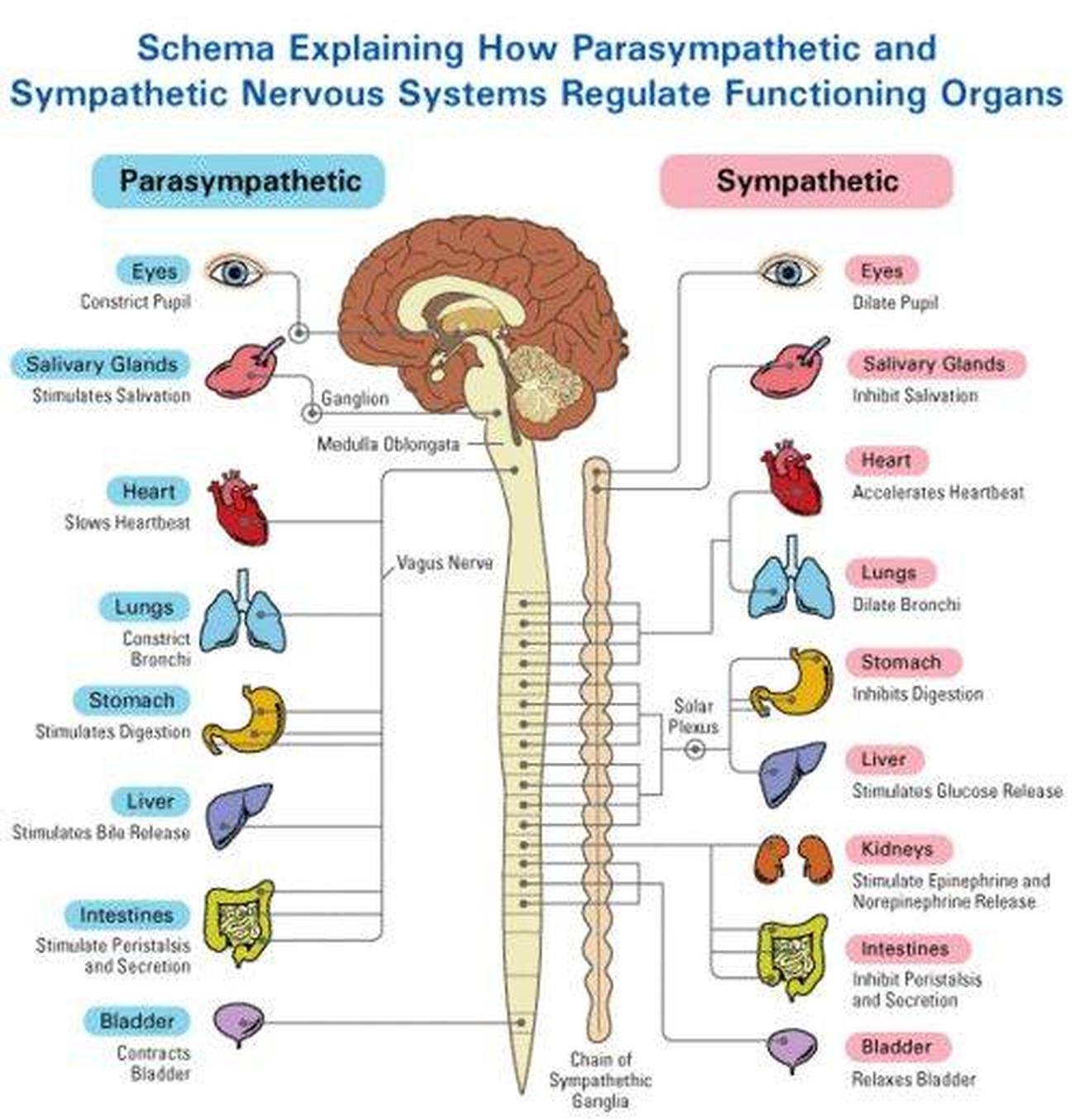 Sympathetic And Parasympathetic Nervous System / A Scientific