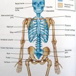 Pictures Of Axial Skeleton