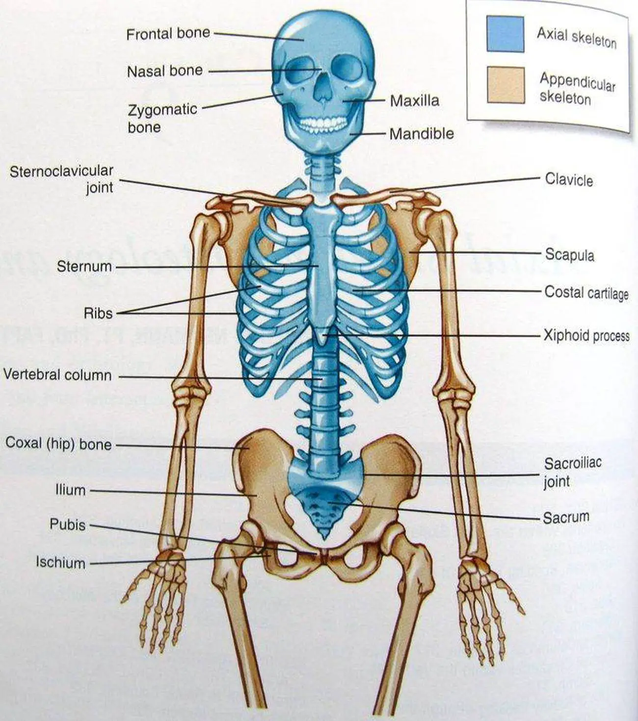 Pictures Of Axial Skeleton