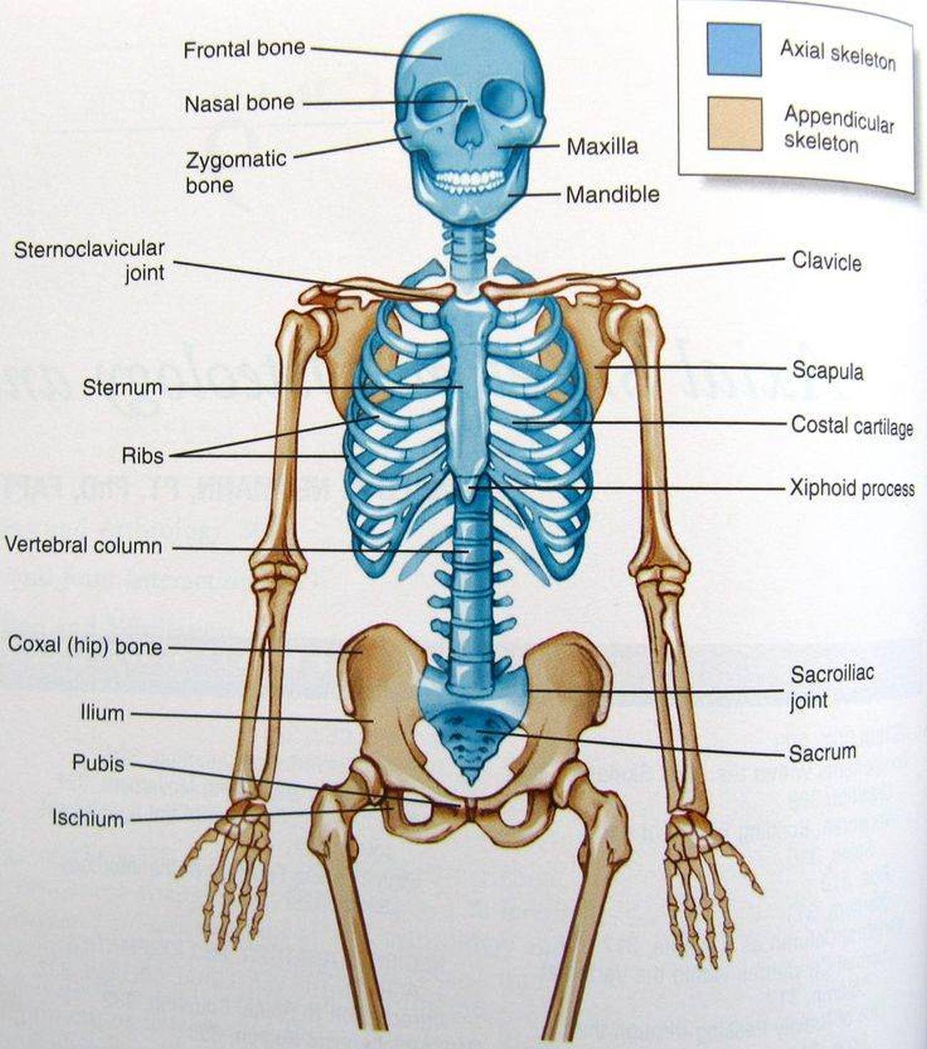 Pictures Of Axial Skeleton Pictures Of Axial Skeleton
