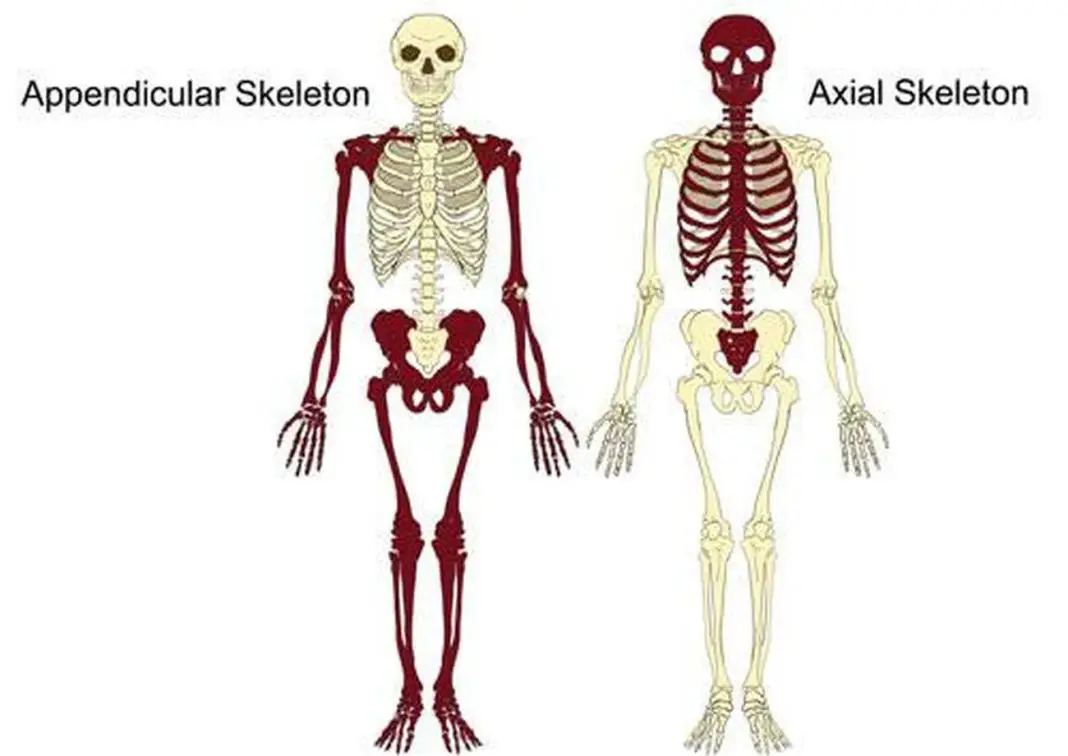 Pictures Of Axial Skeleton