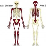 Pictures Of Axial Skeleton