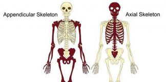 Pictures Of Axial Skeleton