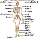 Pictures Of Axial Skeleton