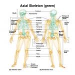 Pictures Of Axial Skeleton