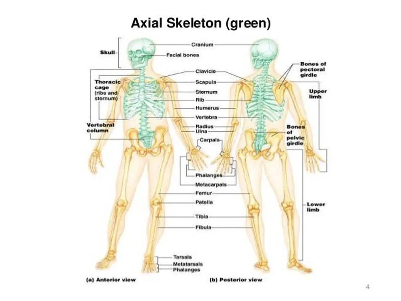 Pictures Of Axial Skeleton