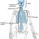 Pictures Of Axial Skeleton