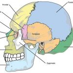 Pictures Of Axial Skeleton