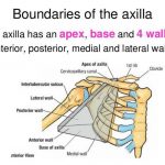 Pictures Of Axilla