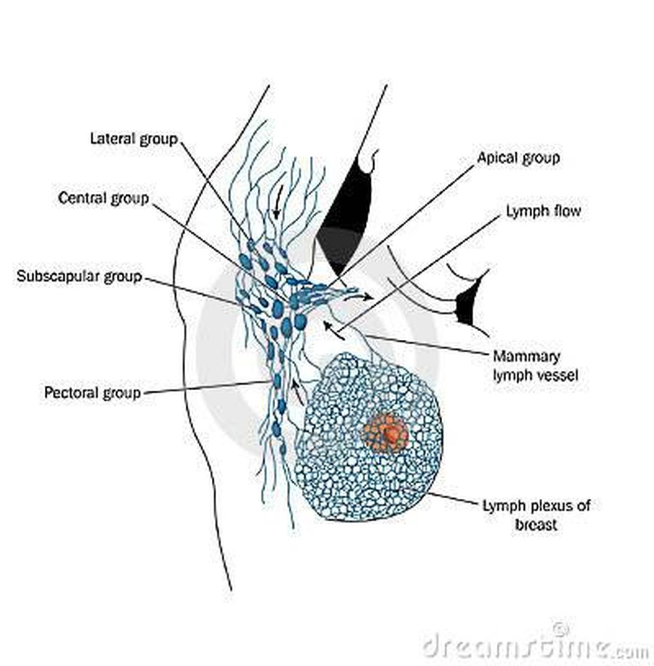 Pictures Of Axillary Lymph Nodes